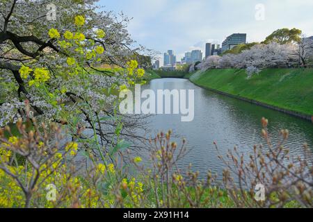 Full bloom of Cherry blossoms at the Chidorigafuchi Park, Tokyo JP Stock Photo