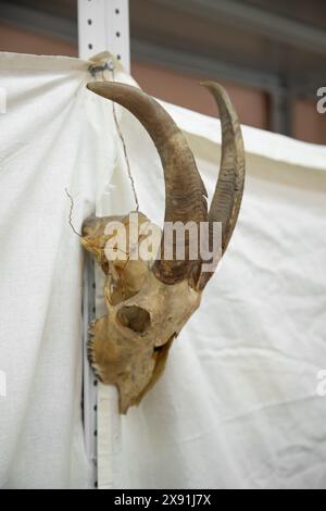 Goat skull hanging on a wire . Poacher concept Stock Photo