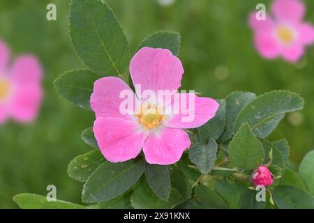 Soft Downy-rose - Rosa mollis Stock Photo