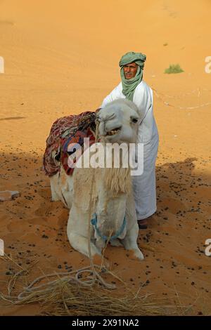 Camel riding at Taghit desert, Bechar, Algeria Stock Photo - Alamy