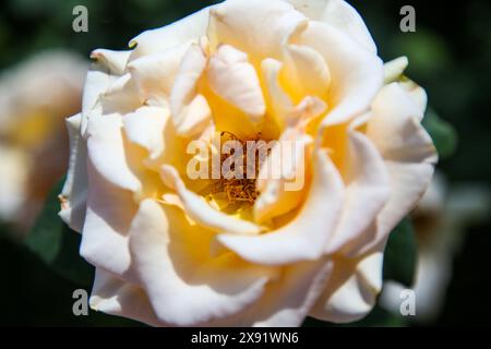 The Rose Garden at MCC - Mesa Community College Stock Photo