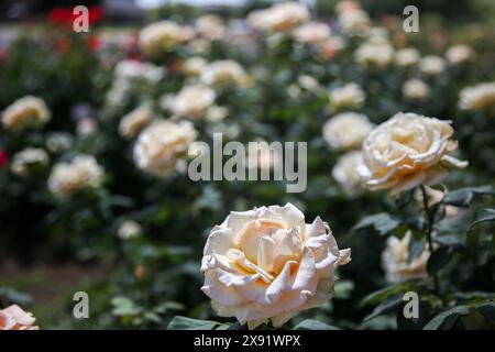 The Rose Garden at MCC - Mesa Community College Stock Photo