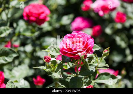 The Rose Garden at MCC - Mesa Community College Stock Photo