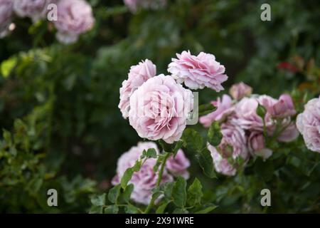 The Rose Garden at MCC - Mesa Community College Stock Photo