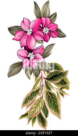 A beautiful pink plum botanical flower motif illustration with dry brush detail new idea for textile design Stock Vector