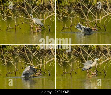 A sequence showing a grey heron (Ardea cinerea) hunting on the Cemetery Lake on Southampton Common Stock Photo