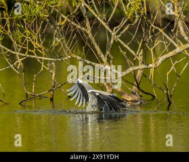 A grey heron (Ardea cinerea) hunting on the Cemetery Lake on Southampton Common, southern England Stock Photo