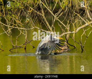 A grey heron (Ardea cinerea) hunting on the Cemetery Lake on Southampton Common, southern England Stock Photo
