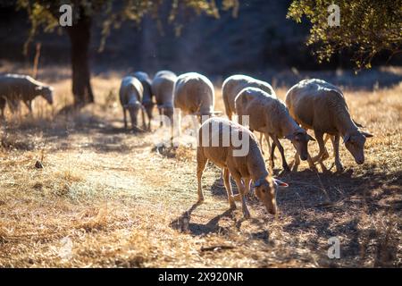 Sheep peacefully graze in the open fields of the dehesa, Sierra de Córdoba, Andalusia, Spain. Stock Photo