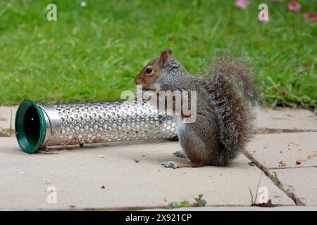 A grey squirrel (Sciurus carolinensis) eating nuts from a bird feeder on a patio in a garden with grass in the background Stock Photo