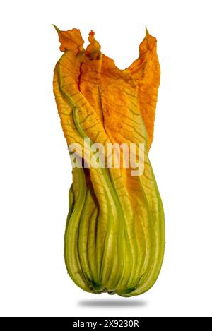 Pumpkin flower isolated on white with clipping path included Stock Photo