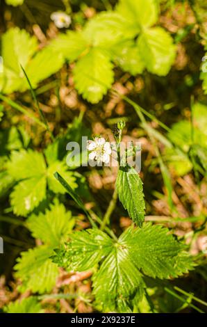 wild strawberries with white flowers in the stone bed Stock Photo - Alamy