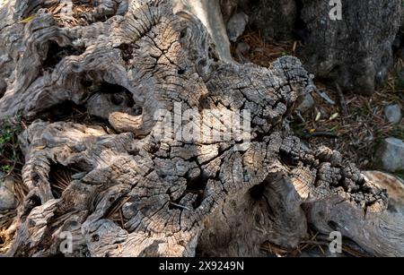 close-up of bark of an old olive tree in mediterranean region Stock Photo