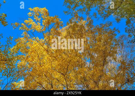 Golden crowns of autumnal birch trees on bright blue sky background. Yellow leaves of fall birch trees igniting in heaven. Seasonal autumn nature conc Stock Photo