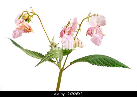 Himalayan balsam, impatiens glandulifera, is a species of flowering plant in the Balsaminaceae family. Himalayan balsam 016818 046 Stock Photo