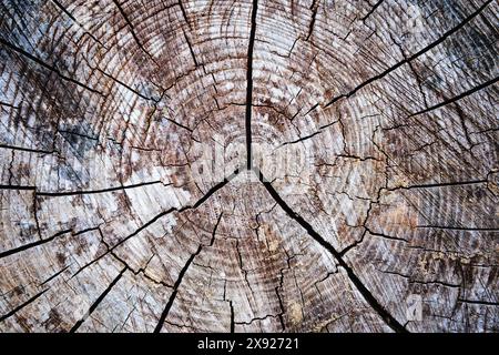 Heartwood texture background. Close up of wooden texture background. Old wood background made of dark natural wood in grunge style. Top view. Natural Stock Photo