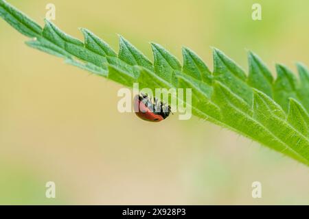 A ladybug, an insect, is perched on a green leaf. This arthropod, a pollinator, can be found on plants, adding color. Ladybugs, also beetles, help wit Stock Photo