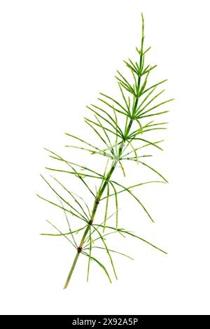 The field horsetail, Equisetum arvense, is a herbaceous perennial fern belonging to the Equisetaceae family, a group of plants that proliferated several hundred million years ago. It belongs to the group of Pteridophytes. Field horsetail 016818 013 Stock Photo