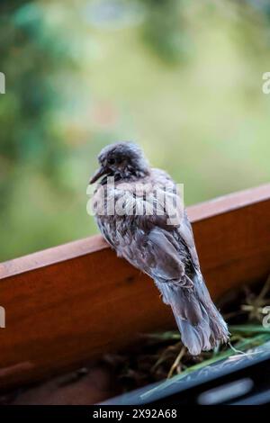 28.05.2024, Handenberg, AUT, Unterwegs in Oberösterreich, Themenbild, Symbolbild, Verschiedene Themenbilder, Taube, Baby, Nest, im Bild Taube, Tauben, Babys, Nest, *** 28 05 2024, Handenberg, AUT, On the road in Upper Austria, theme picture, symbol picture, various theme pictures, pigeon, baby, nest, in the picture pigeon, pigeons, babies, nest, Stock Photo