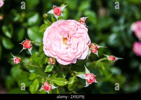 The Rose Garden at MCC - Mesa Community College Stock Photo