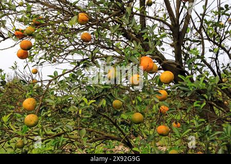 Ripe and unripe oranges on a tree in Florida Stock Photo