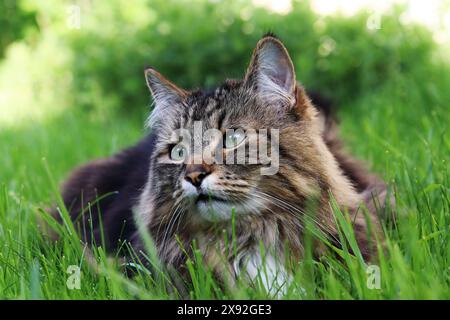 A Norwegian Forest Cat lying relaxed in the grass Stock Photo