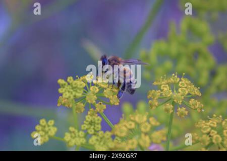 Detail of a bee in Latin Apis Mellifera, european or western honey bee sitting on the yellow flower close-up. Stock Photo