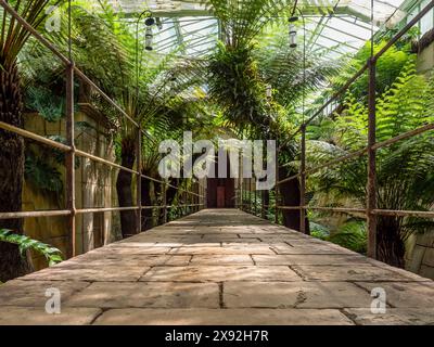 Champ de Bataille, France, Normandy, May 9, 2024. Avenues of diverse palm trees green magical color, shot from below, stone path, glass roof Stock Photo