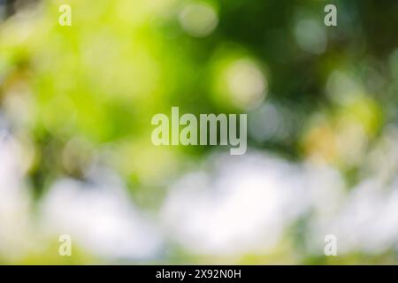 Green leaves defocused, abstract blurred summer background, bokeh Stock Photo