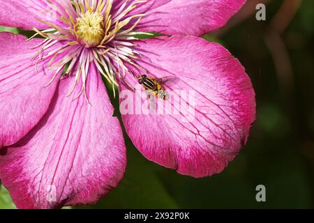 Close up Sun fly Helophilus pendulus. Family syrphidae. On pink flower of clematis 'Ville de Lyon'. Buttercup family (Ranunculaceae). Dutch garden, Stock Photo