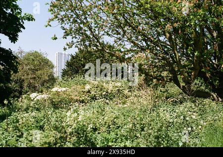 The new Hale Works apartment building at Tottenham Hale, London UK, viewed from Walthamstow Wetlands nature reserve Stock Photo