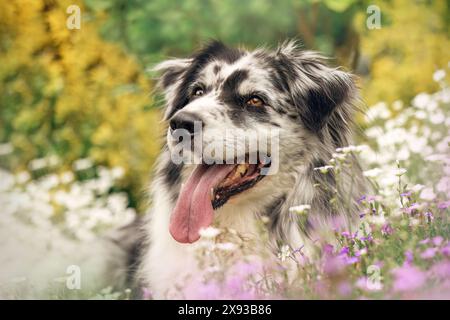 Head portrait of an adult australian shepherd dog in spring in a garden outdoors between blooming flowers Stock Photo