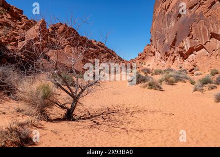 Tree in a valley between red rock formations along the Fire Canyon Overlook Trail at Valley of Fire State Park near Overton, Nevada Stock Photo
