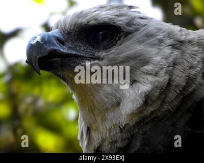 Close-up photo of a harpy eagle, typical of Iguazu Park. Stock Photo