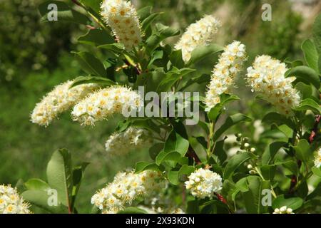 Chokecherry (Prunus virginiana) wildflowers at Sluice Boxes State Park in Little Belt Mountains, Montana Stock Photo