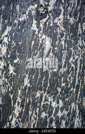 Texture of burnt trunk tree. Stock Photo