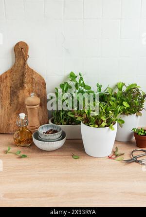 A collection of fresh herbs in pots align neatly on a wooden kitchen counter alongside a cutting board, a bottle of olive oil, a wooden salt shaker, a Stock Photo