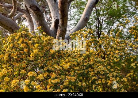 A blooming bush rose with yellow flowers on the background of a tree with spreading branches. Stock Photo