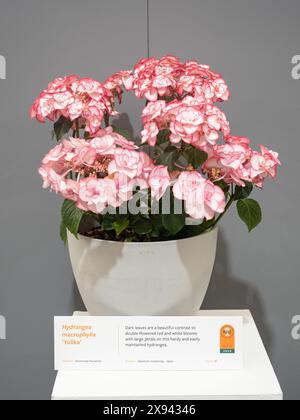 Hydrangea macrophylla 'Yulika' Stock Photo