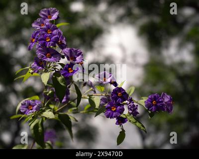 Closeup of flowers of kangaroo apple (Solanum laciniatum) in a park in summer in Spain Stock Photo