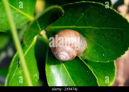 A snail on a green leaf Stock Photo
