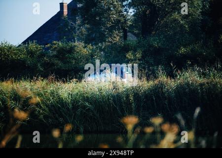 A small car is partially hidden behind tall grass and foliage on the island of Texel in the Netherlands, near a house with a thatched roof, set against a backdrop of trees and a clear sky. Stock Photo