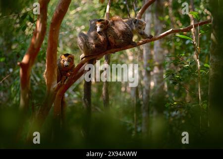 Monkey family group. Eulemur coronatus, Crowned lemur, small monkey with young babe cub in the fur coat, nature habitat, Madagascar. Lemur in the fore Stock Photo