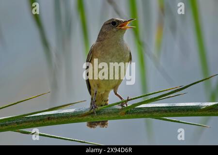 Close up of a very small House Wren (Troglodytes aedon) in full song. Stock Photo