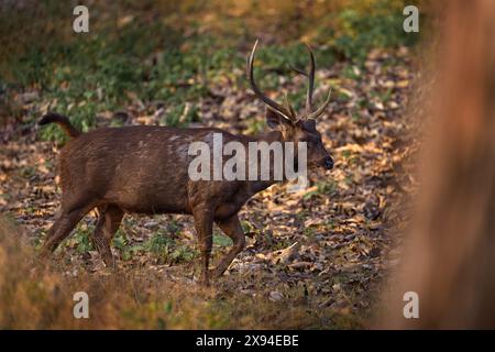 Sambar, Rusa unicolor, in the nature habitat, Kabini Nagarhole NP, India. Wild deer in the grass, nature wildlife. Sambar, animla native to the India Stock Photo