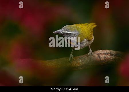 Costa Rica wildlife. Buff-throated Saltator, Saltator maximus, exotic bird sitting on the branch in the green forest. Tropic tanager in the nature hab Stock Photo