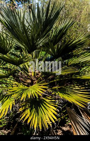 A Trachycarpus fortunei plant growing in Trenance Gardens in Newquay in Cornwall in the UK. Stock Photo