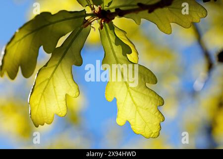 Green oak leaves in the backlight Stock Photo
