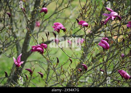 Magnolia flowers in springtime. Multiple flowers on twigs. Stock Photo