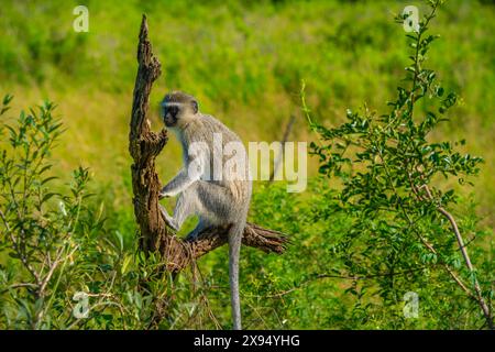 View of Vervet monkey in Hluhluwe-Imfolozi Park (Umfolozi), the oldest nature reserve in Africa, KwaZulu-Natal Province, South Africa, Africa Stock Photo